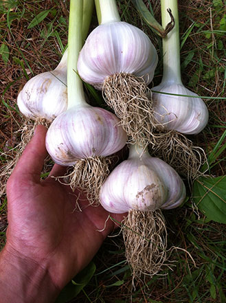 German extra hardy garlic.