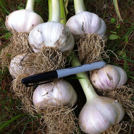 Georgian fire garlic.