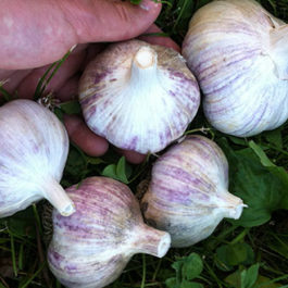 Phillips garlic seed.